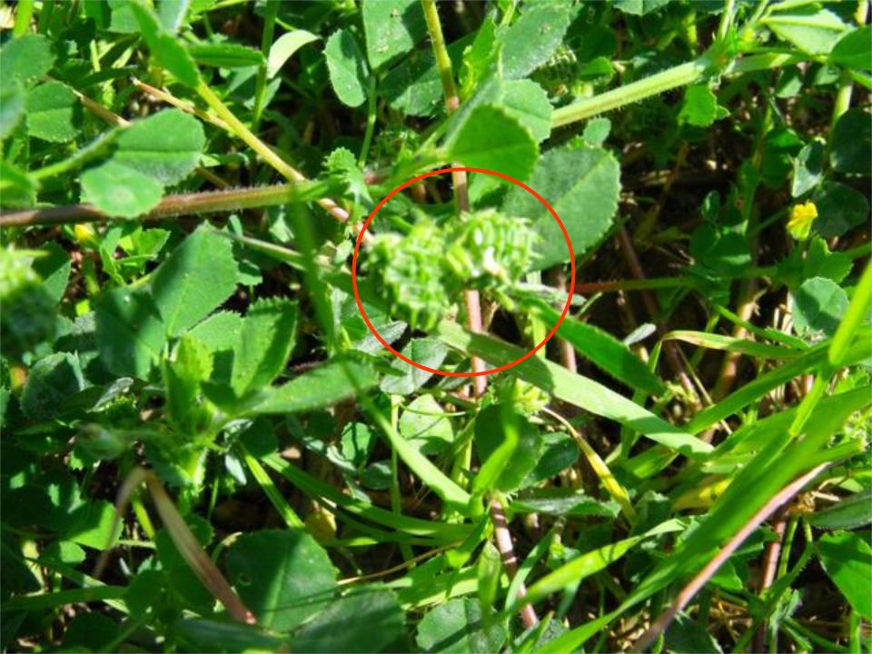 Medicago truncatula